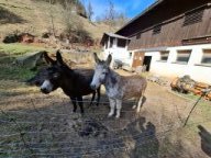 Wanderung-Wiesenbach-2026-07